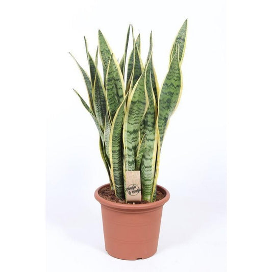 Sansevieria Trifasciata Laurentii - Ø25cm - ↕85cm