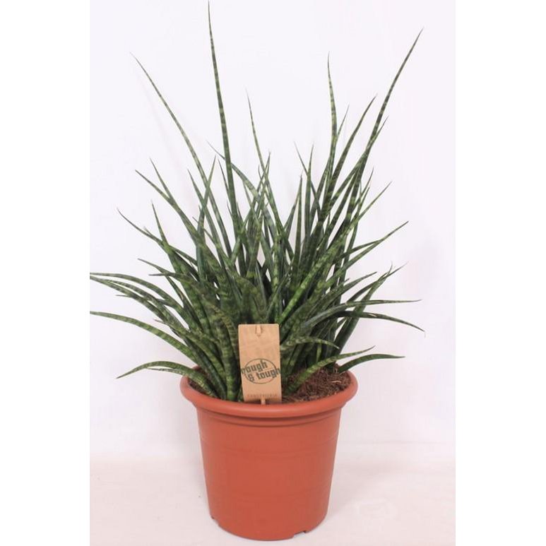 Sansevieria Fernwood Punk - Ø25cm - ↕60cm