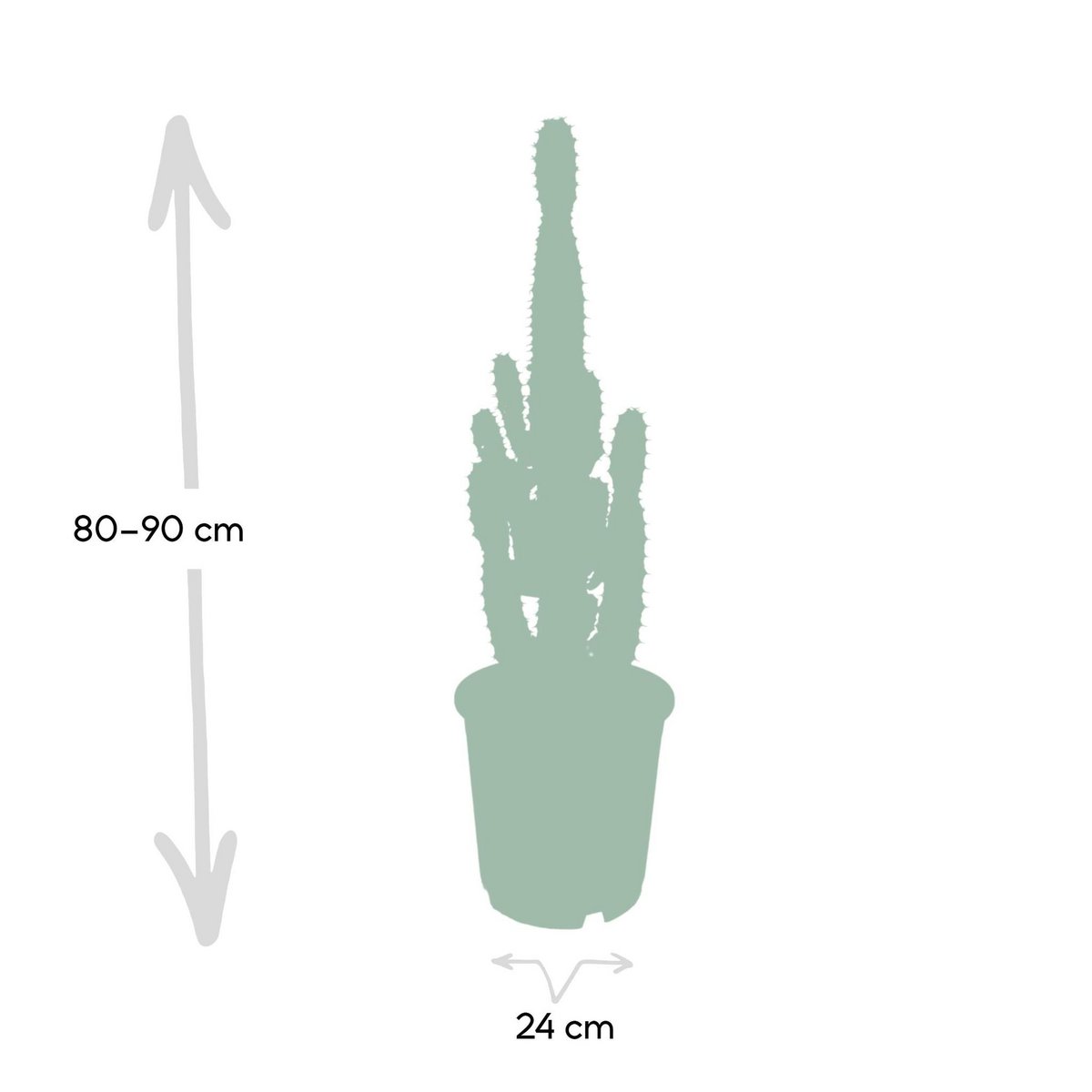 Euphorbia Acruensis - Kaktus - Ø24cm - ↕60cm