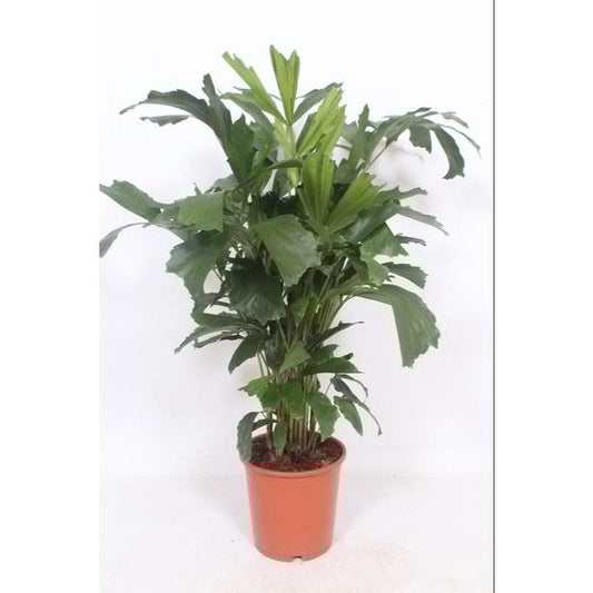 Caryota Mitis – Ø24cm – ↕110cm