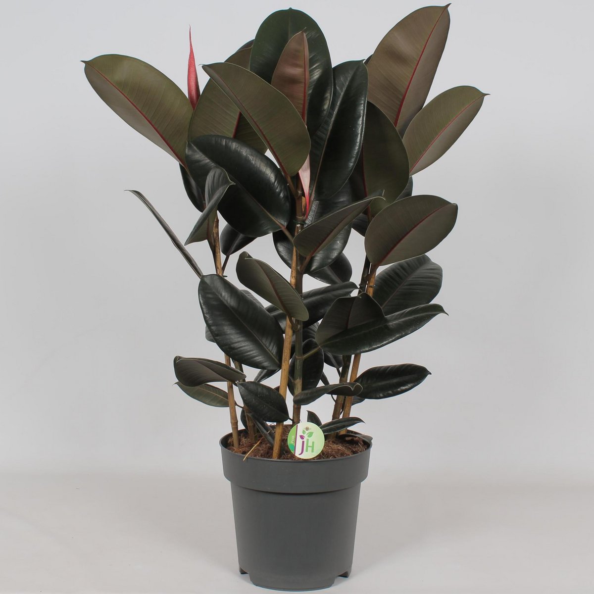 Ficus Abidjan - Ø27cm - ↕90cm