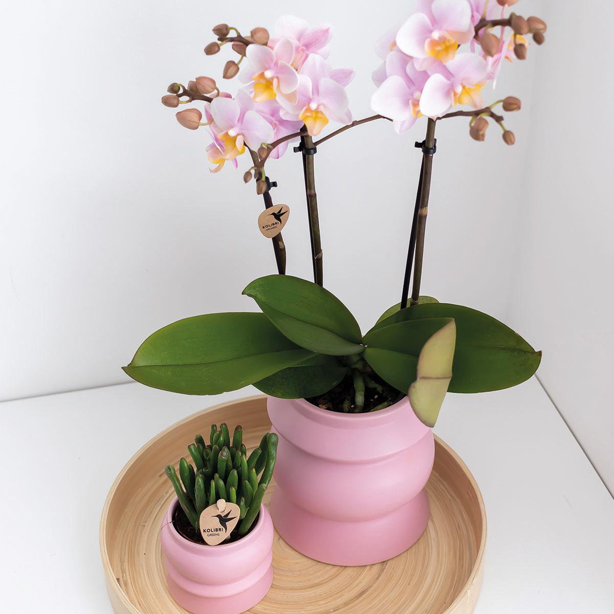 Kolibri-Orchideen | KOMBI-ANGEBOT mit 2 rosa Phalaenopsis-Orchideen - Andorra - Topfgröße Ø9cm | blühende Zimmerpflanze – frisch vom Züchter