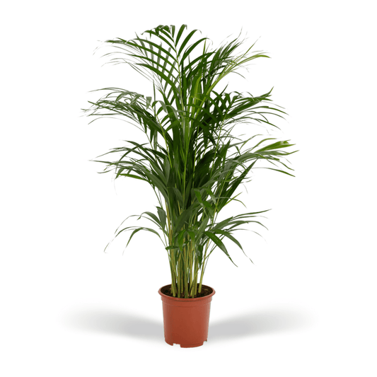 Areca-Palme – Ø19cm – 85cm - HOLE-X-WORLD