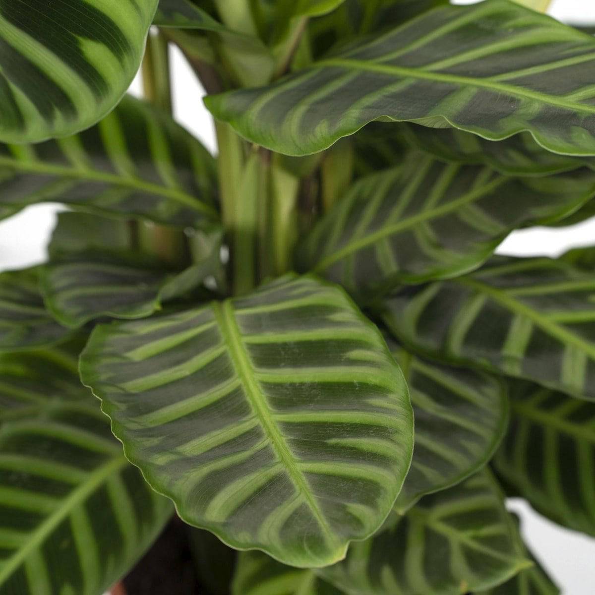 Calathea Zebrina - Ø19cm - ↕80cm - HOLE-X-WORLD