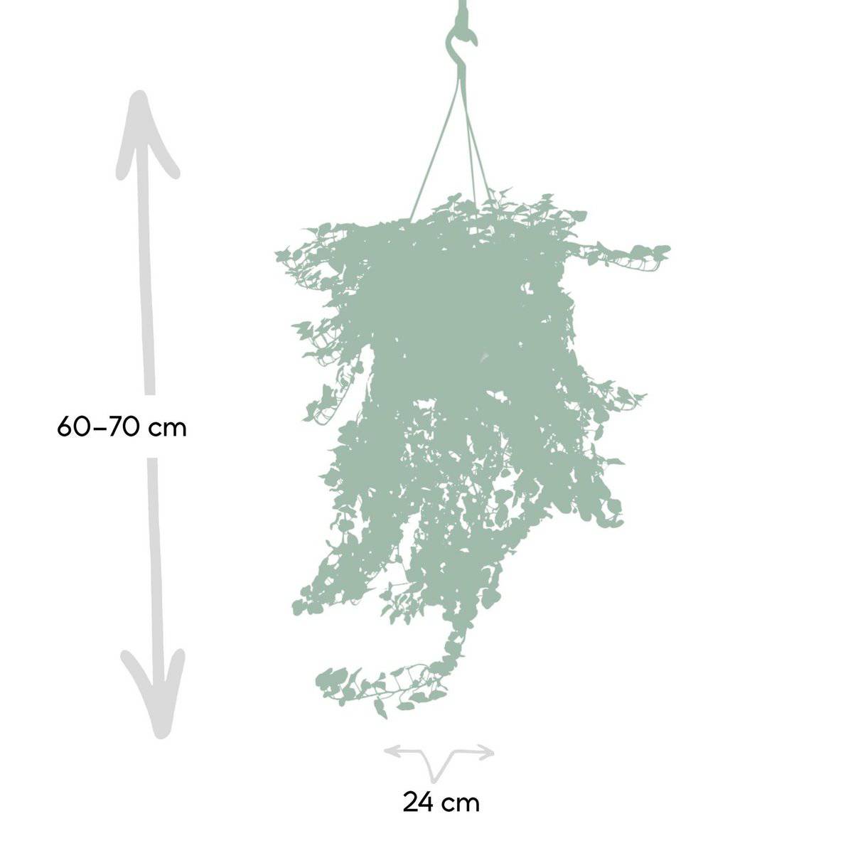 Hedera Wonder Green Hang - Efeu - Ø24cm - ↕70cm - HOLE-X-WORLD