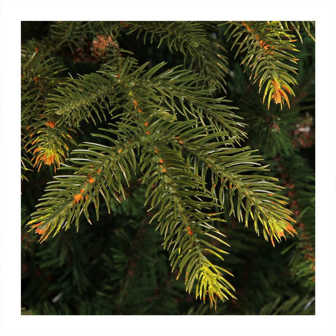 Vancouver Künstlicher Weihnachtsbaum – H215 x Ø145 cm – Grün