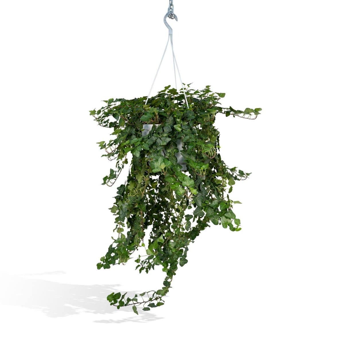 Hedera Wonder Green Hang - Efeu - Ø24cm - ↕70cm - HOLE-X-WORLD