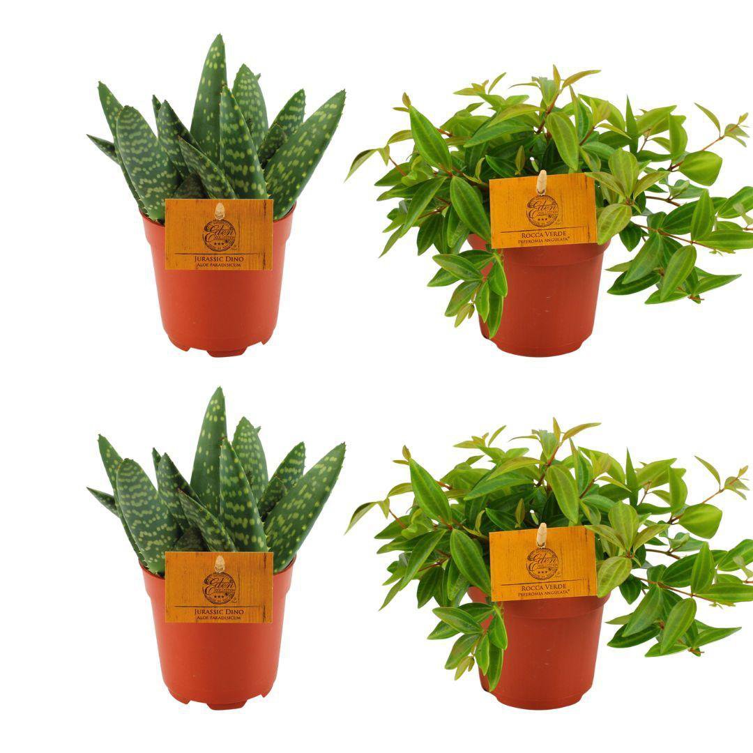 2x Aloe Paradisicum + 2x Peperomia Ang. Rocca Vivace – 4 Stück – Ø10,5 cm – ↕10 cm