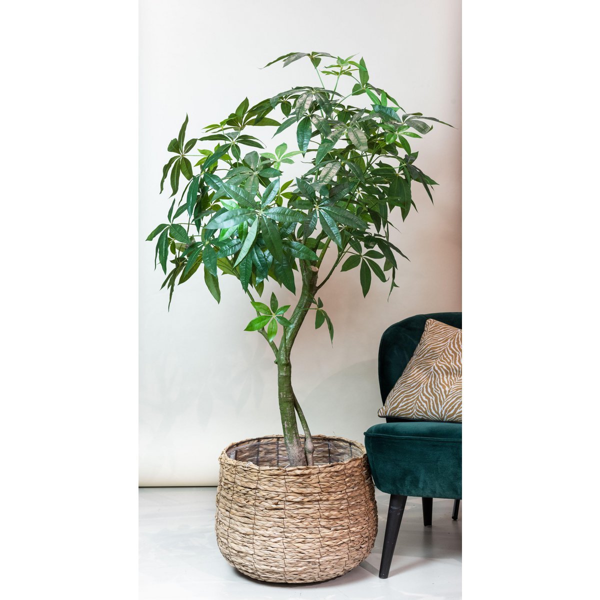 Künstliche Pflanze - Pachira Aquatica - Geldbaum - 150 cm