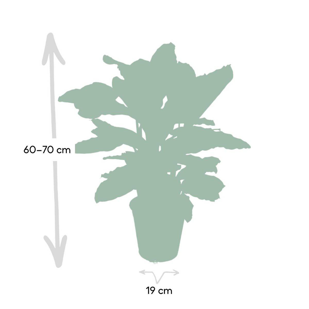 Calathea Zebrina - Ø19cm - ↕80cm - HOLE-X-WORLD