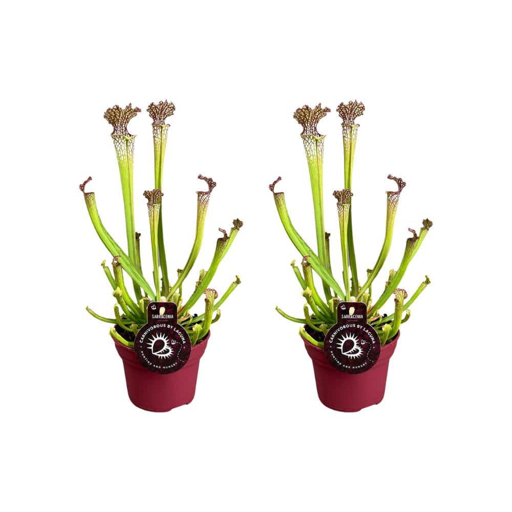 Sarracenia Farnhamii - 2 Stück - Ø12cm - ↕40cm - HOLE-X-WORLD