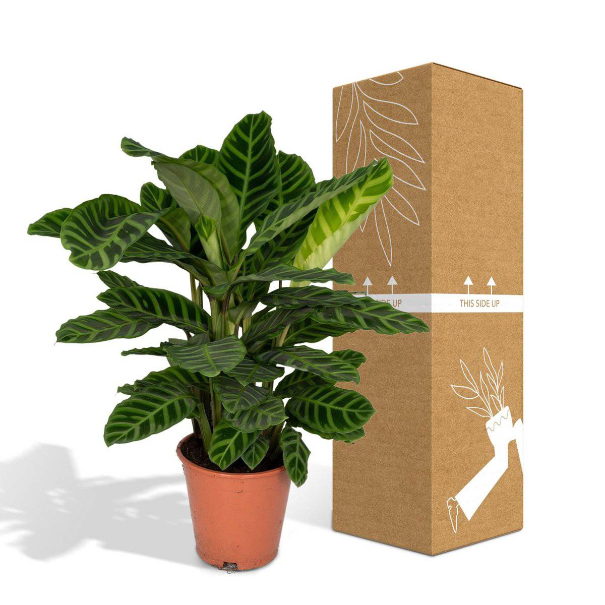 Calathea Zebrina - Ø19cm - ↕80cm - HOLE-X-WORLD