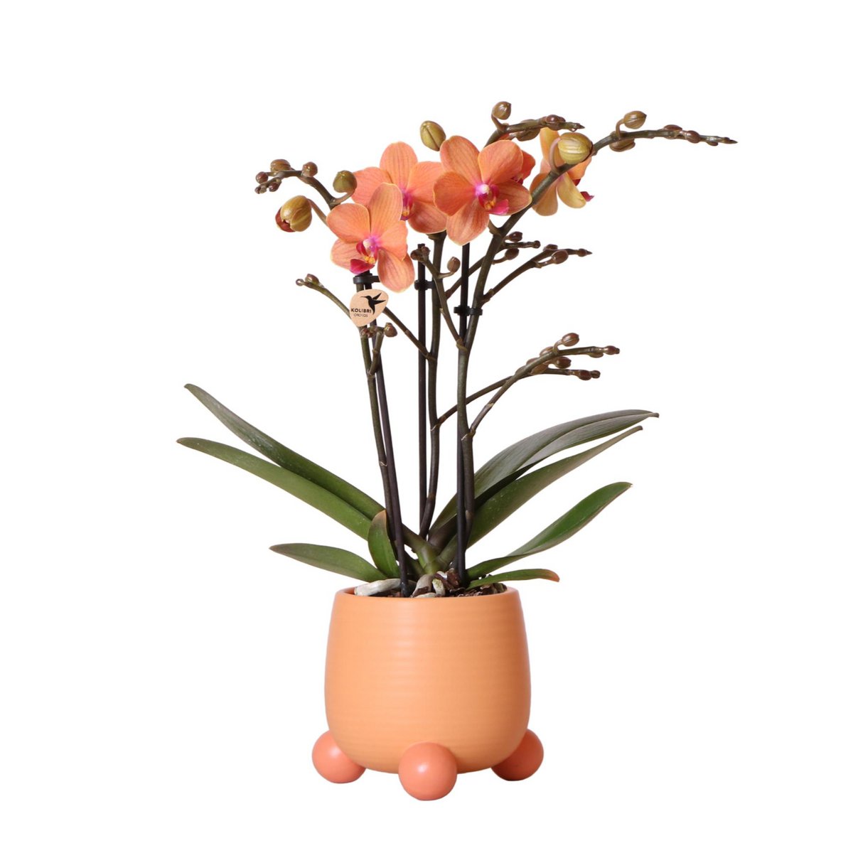 Kolibri-Orchideen | Orangefarbene Phalaenopsis-Orchidee - Mineral Bolzano + Rolling Peach - Topfgröße Ø9cm | blühende Zimmerpflanze – frisch vom Züchter