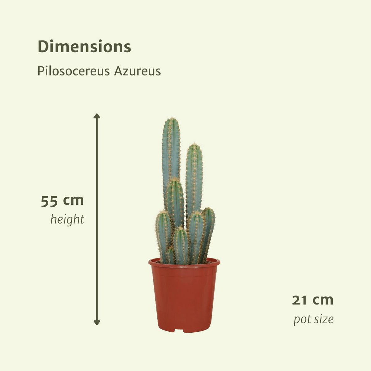 Pilosocereus Azureus - Kaktus - Ø21cm - ↕55cm