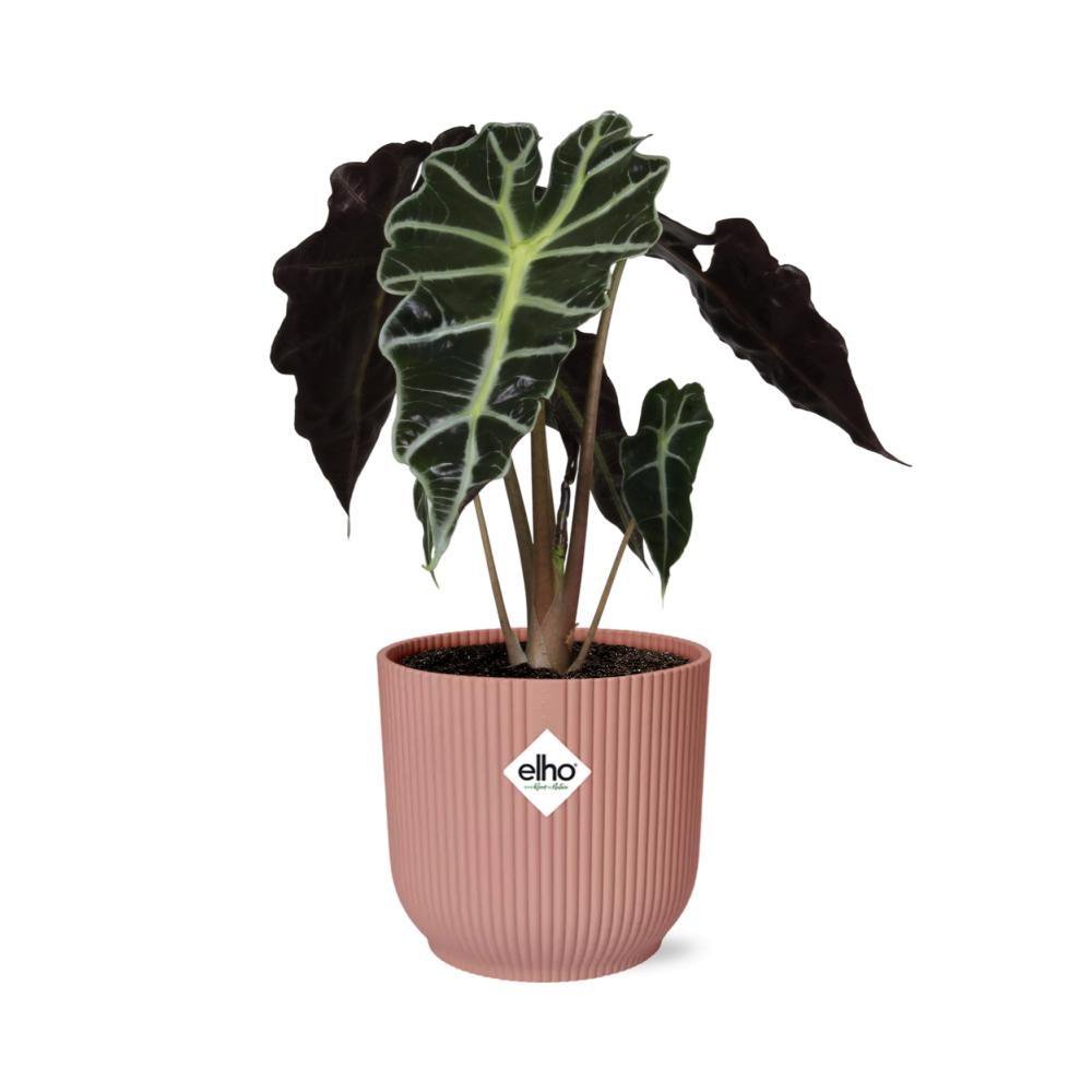 Alocasia 'Polly' in ELHO Vibes Fold 14cm rosa