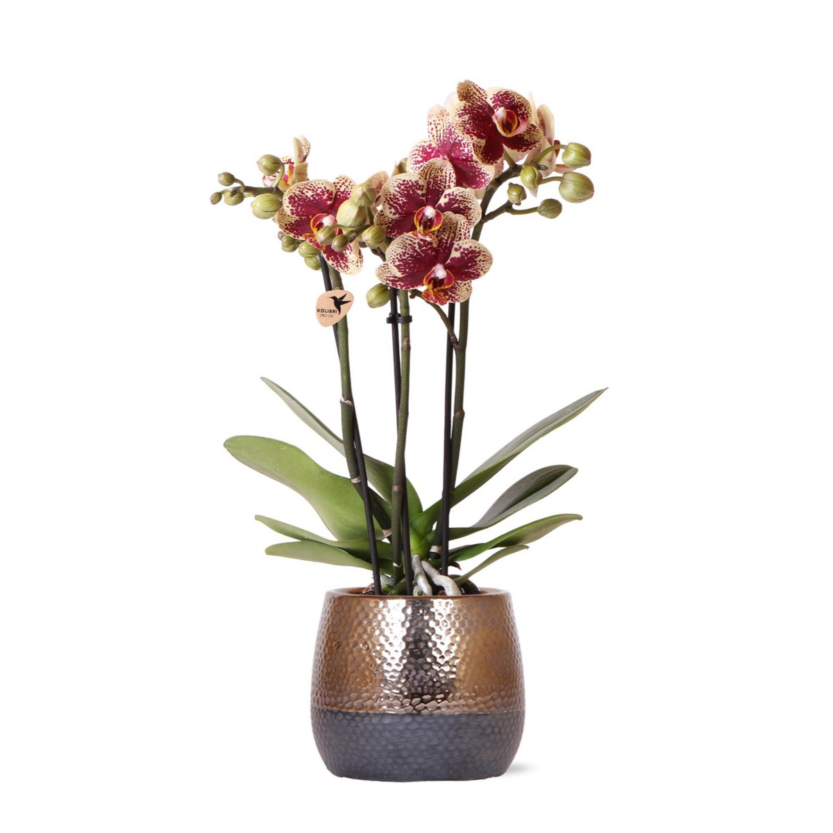 Kolibri-Orchideen | gelb-rote Phalaenopsis-Orchidee – Spanien + Elite Dekotopf Kupfer – Topfgröße Ø9cm – 40cm hoch | Blühende Zimmerpflanze im Blumentopf – frisch vom Züchter