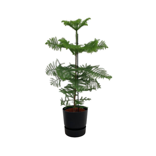 Kombi-Angebot - Araucaria (gekammert) inklusive elho Greenville Round schwarz Ø25 - 100 cm - HOLE-X-WORLD