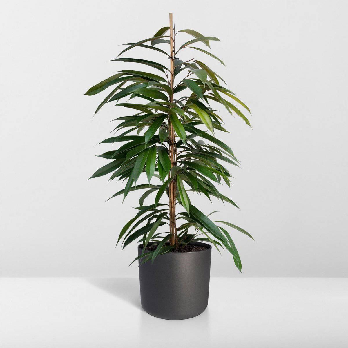 Ficus Amstel King – Trauerfeige – ø21cm – ↕100cm - HOLE-X-WORLD