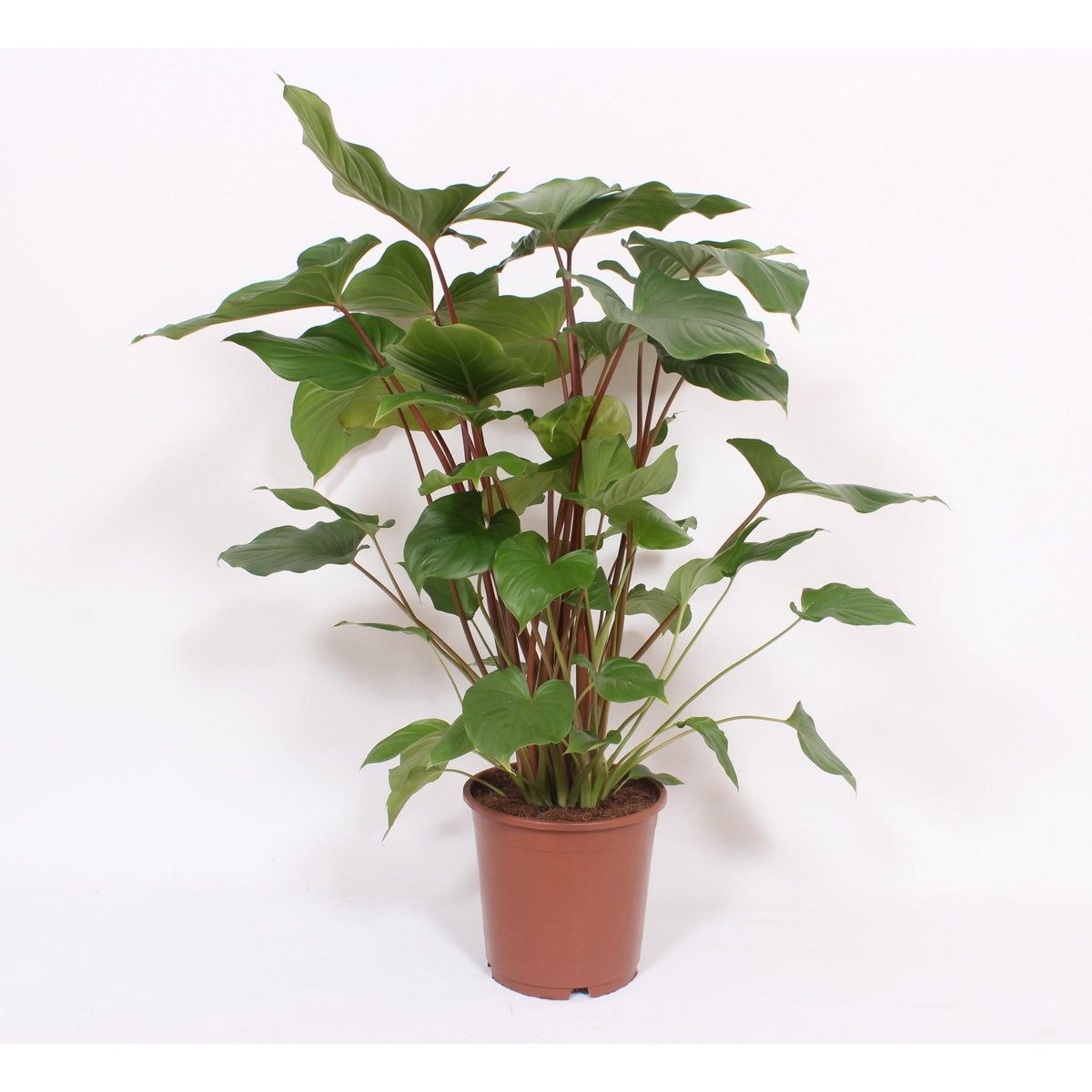 Homalomena Rubescens Maggy - Ø24cm - ↕90cm