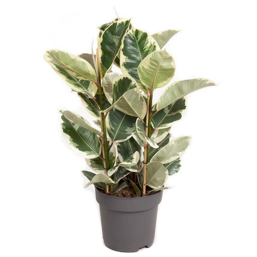 Ficus Elastica Tineke – Ø27cm – ↕100cm