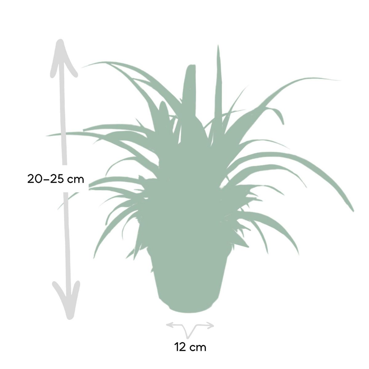 Chlorophytum - Graslilie - Ø12cm - ↕25cm