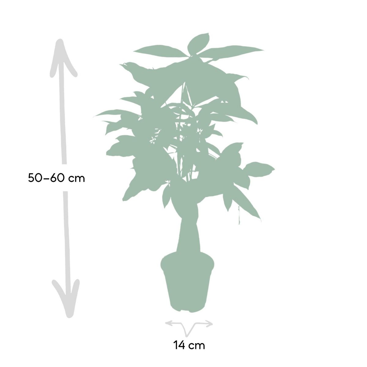 Pachira Aquatica - Geldbaum - Ø14cm - ↕50cm