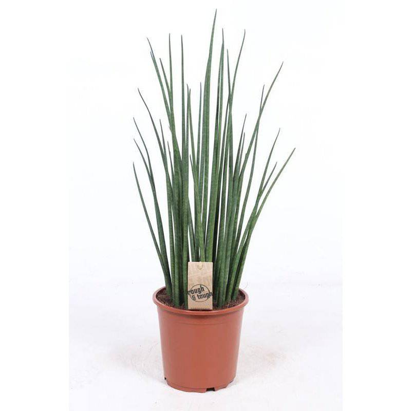 Sansevieria Mikado - Ø19cm - ↕70cm - HOLE-X-WORLD