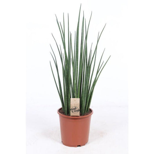 Sansevieria Mikado - Ø19cm - ↕70cm