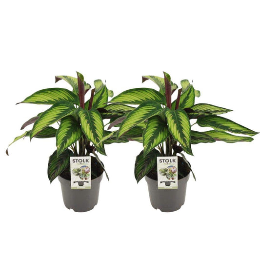 Calathea Majestica Princeps - 2 Stück - Ø14cm - ↕45cm - HOLE-X-WORLD