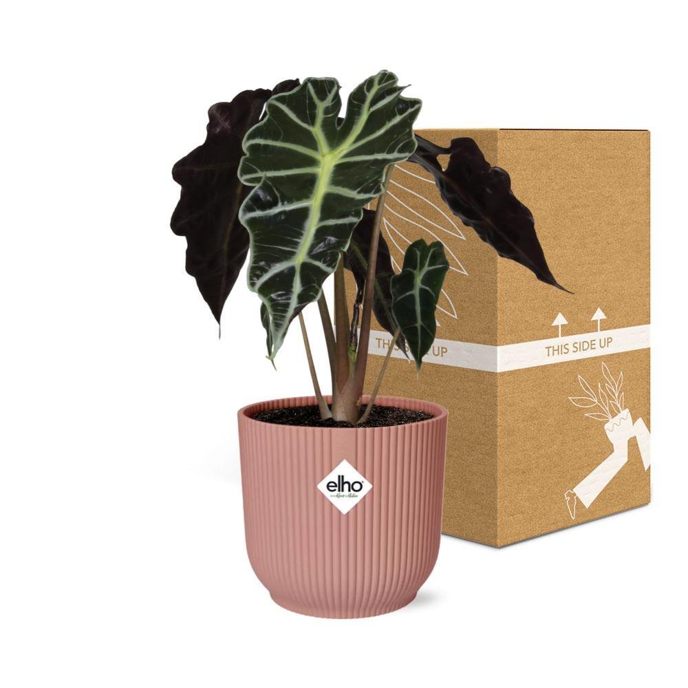 Alocasia 'Polly' in ELHO Vibes Fold 14cm rosa