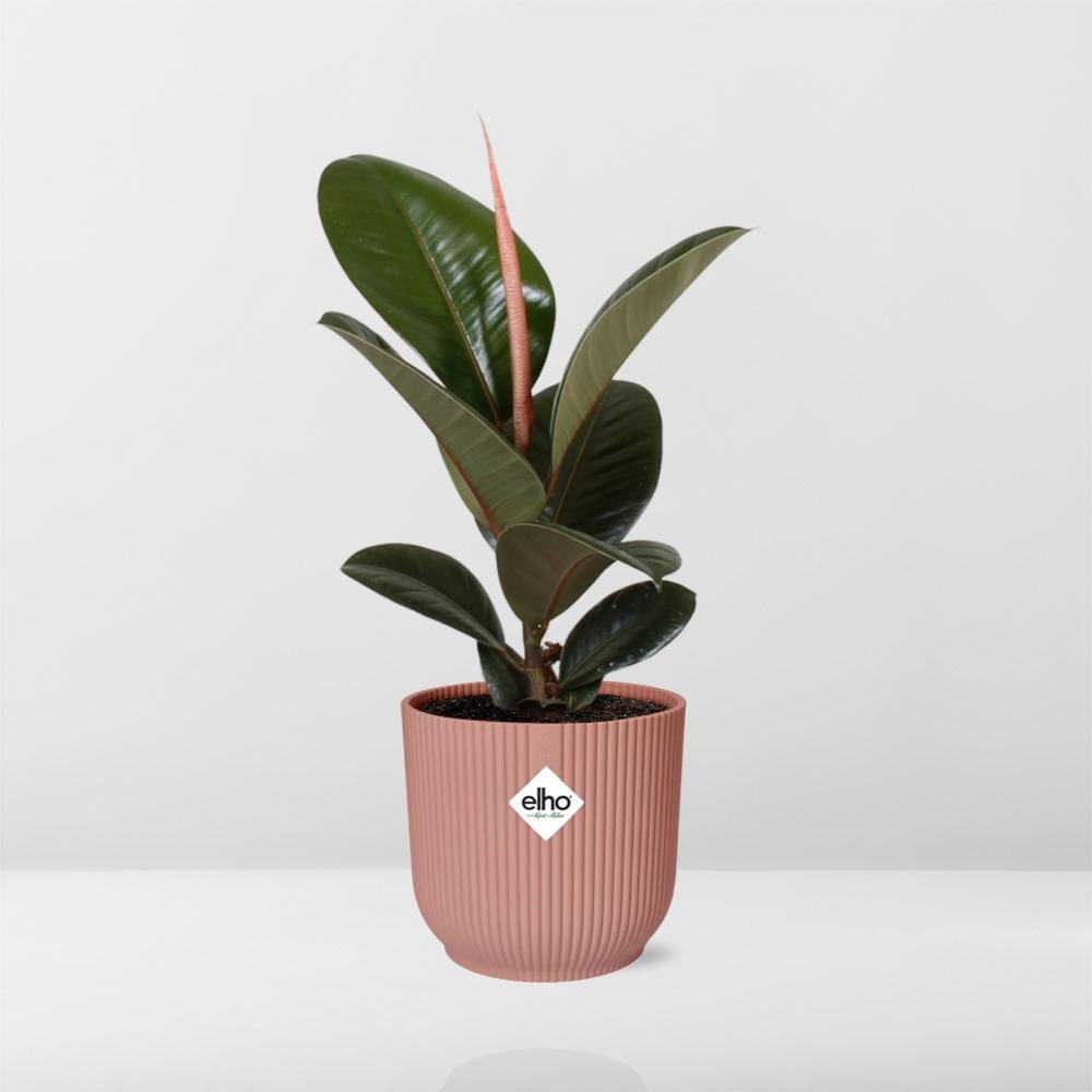 Ficus Elastica 'Robusta' in ELHO Vibes Fold 14cm rosa