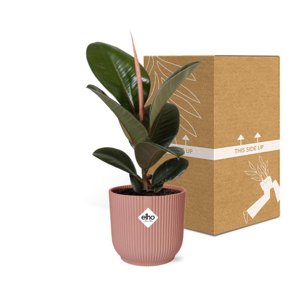 Ficus Elastica 'Robusta' in ELHO Vibes Fold 14cm rosa