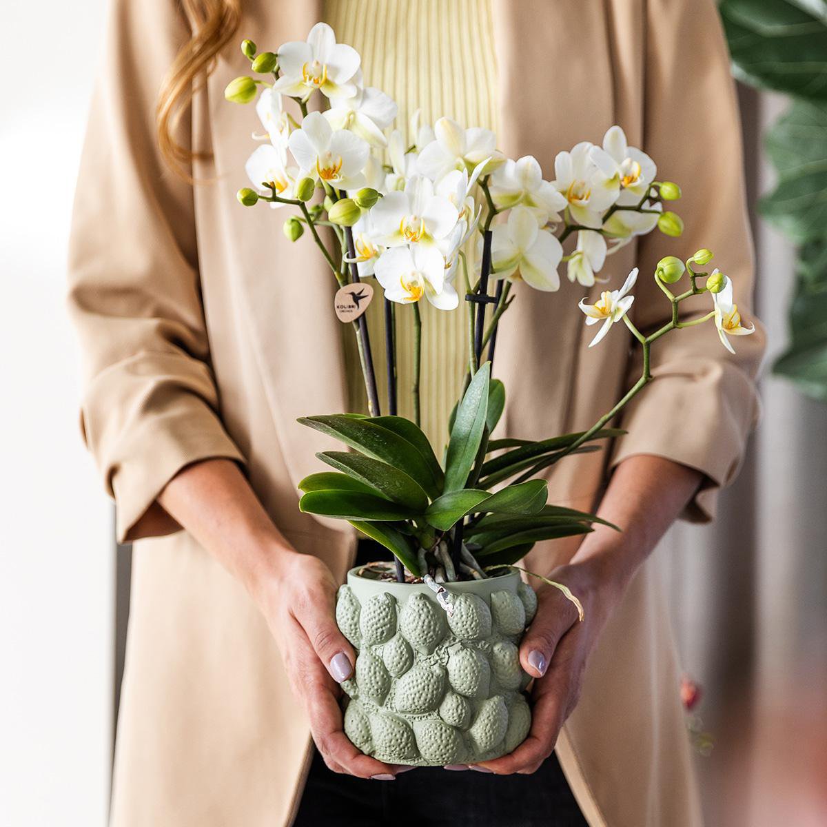 Kolibri-Orchideen | gelbe Phalaenopsis-Orchidee – Mexiko + Zitrus-Ziertopf grün – Topfgröße Ø9cm – 40cm hoch | Blühende Zimmerpflanze im Blumentopf – frisch vom Züchter