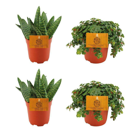 2x Aloe Paradisicum + 2x Sedum Tornado - 4 Stück - Ø10,5cm - ↕10cm - HOLE-X-WORLD