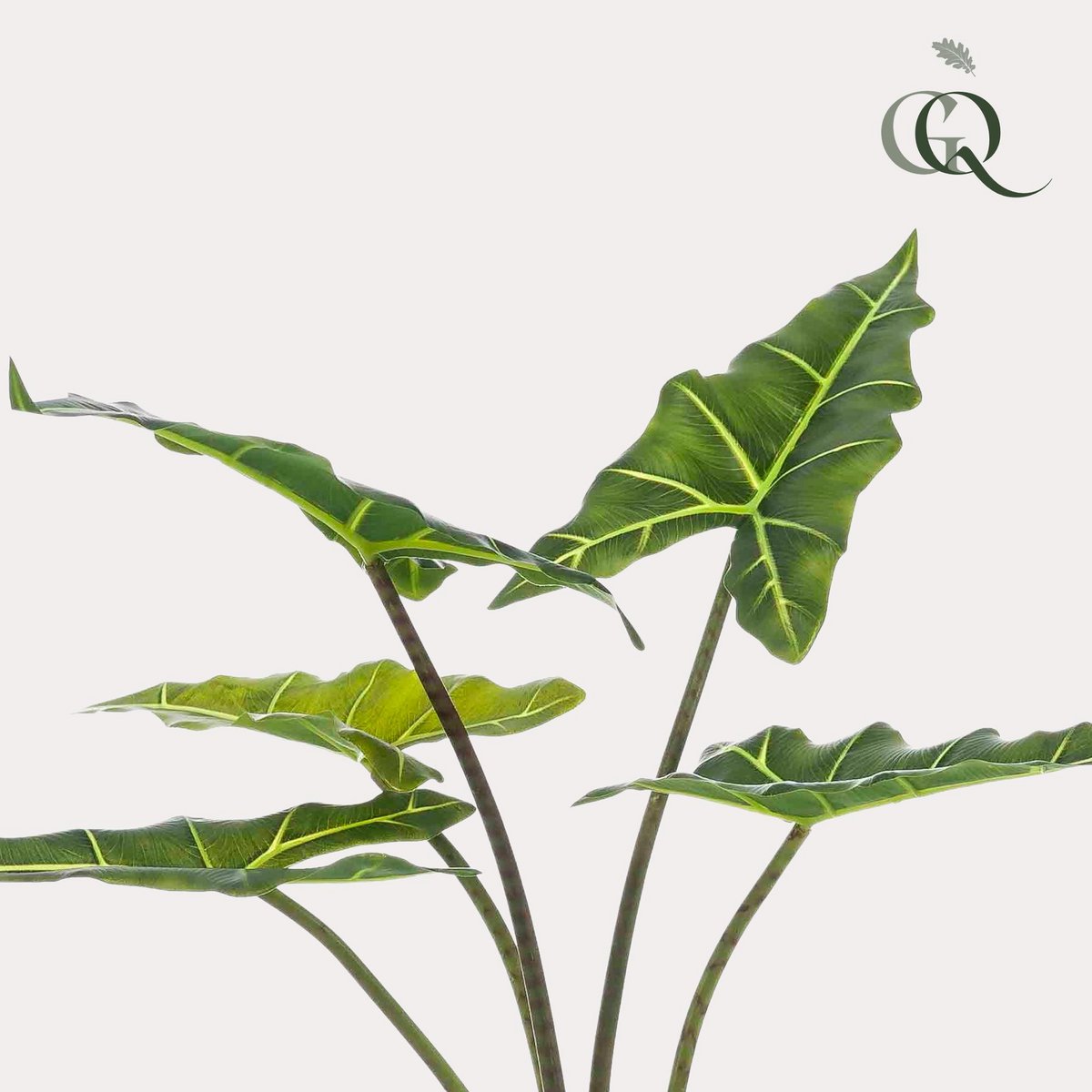 Künstliche Pflanze - Alocasia Frydek - Elefantenohr - 80 cm