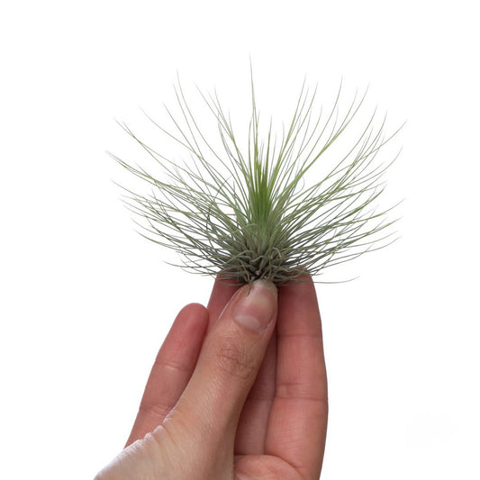 Tillandsia andreana XL - HOLE-X-WORLD