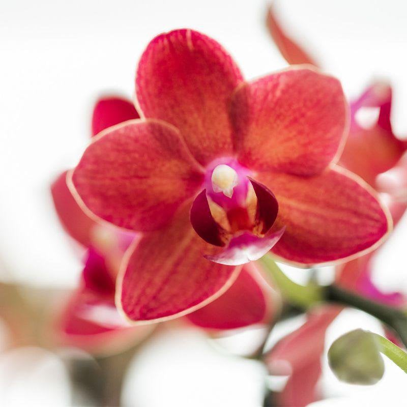 Kolibri-Orchideen | Rote Phalaenopsis-Orchidee – Kongo + Gummy Pot Travertin – Topfgröße Ø9 cm – 40 cm hoch | Blühende Zimmerpflanze im Blumentopf – frisch vom Züchter