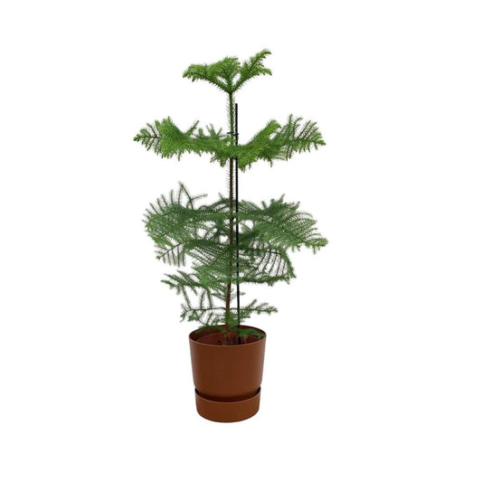 Kombi-Angebot - Araucaria (gekammert) inklusive elho Greenville Round braun Ø25 - 100 cm - HOLE-X-WORLD