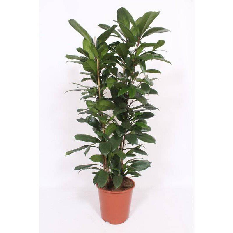 Ficus Cyathistipula – Ø27cm – ↕120cm - HOLE-X-WORLD