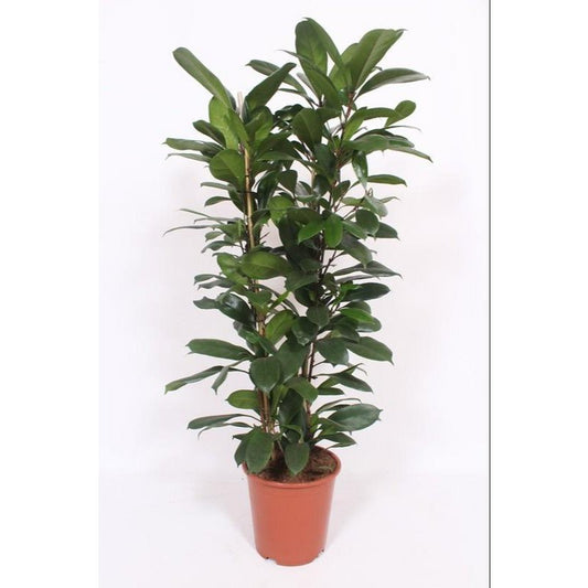 Ficus Cyathistipula – Ø27cm – ↕120cm