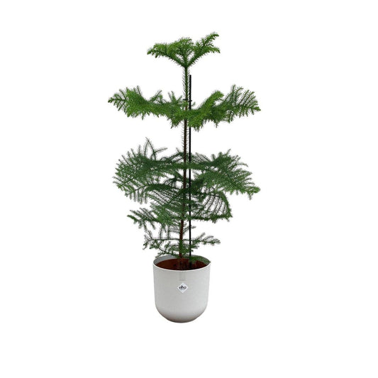 Kombi-Angebot – Araucaria (gekammert) inklusive elho Jazz Round White Ø23 – 100 cm - HOLE-X-WORLD