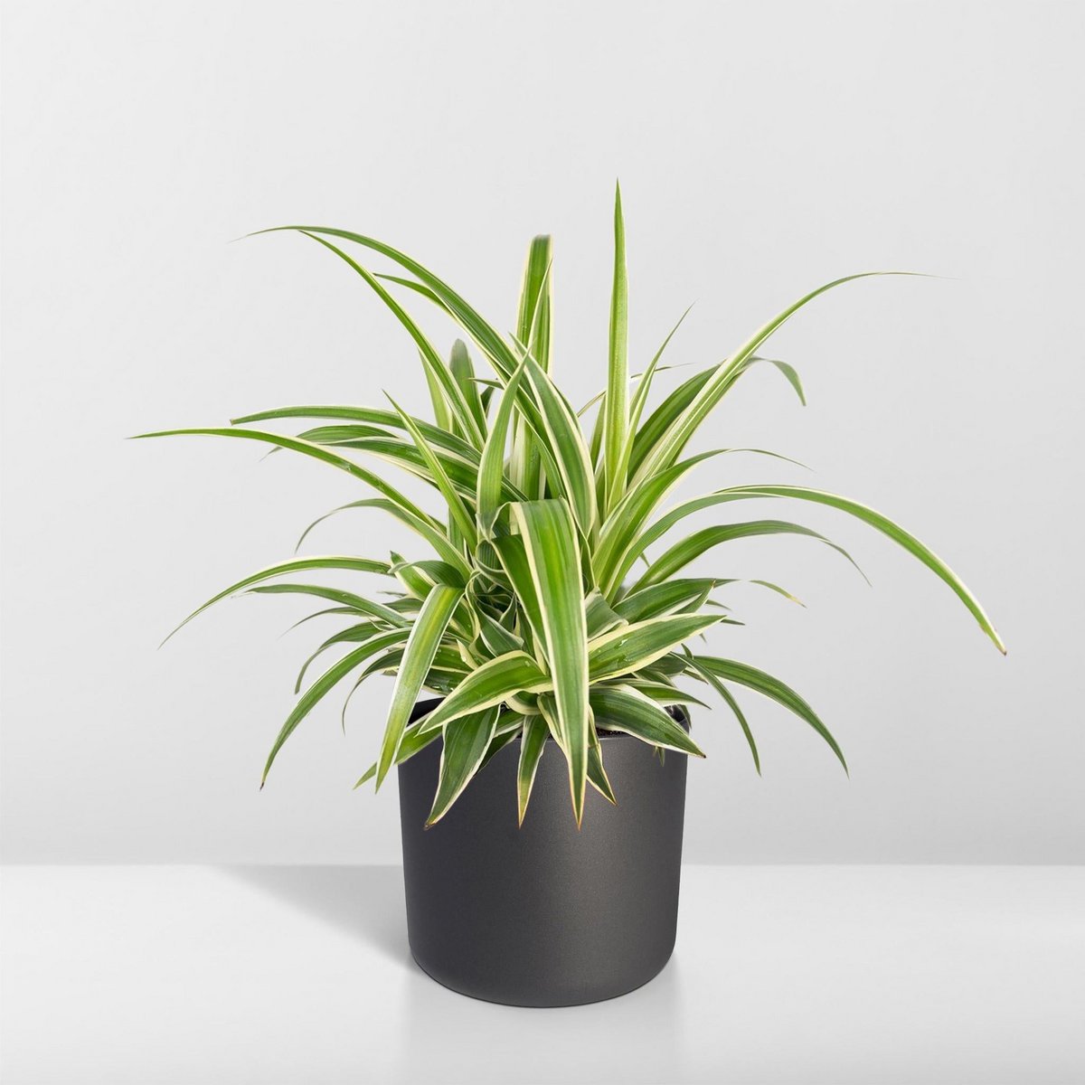 Chlorophytum - Graslilie - Ø12cm - ↕25cm