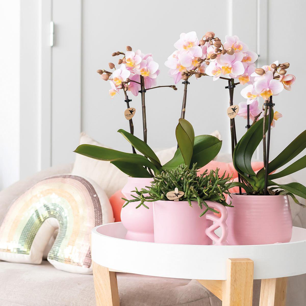 Kolibri-Orchideen | KOMBI-ANGEBOT mit 2 rosa Phalaenopsis-Orchideen - Andorra - Topfgröße Ø9cm | blühende Zimmerpflanze – frisch vom Züchter