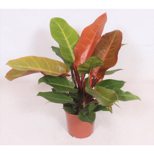 Philodendron Prince of Orange - Ø17cm - ↕45cm - HOLE-X-WORLD