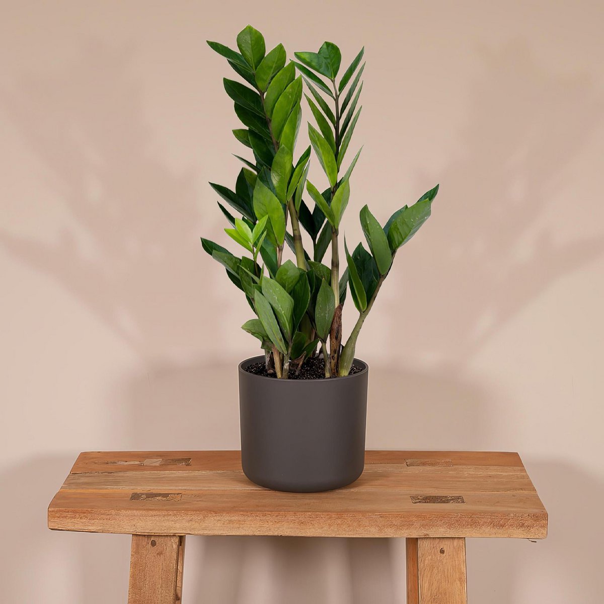 Zamioculcas Zamiifolia - Smaragdpalme - ø12cm - ↕40cm