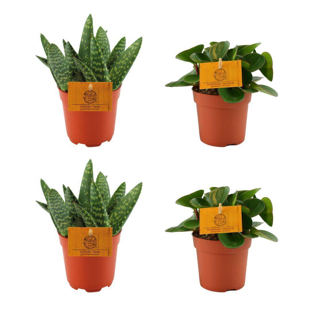 2x Aloe Paradisicum + Peperomia Obtipan Green - 4 Stück - Ø10,5cm - ↕10cm