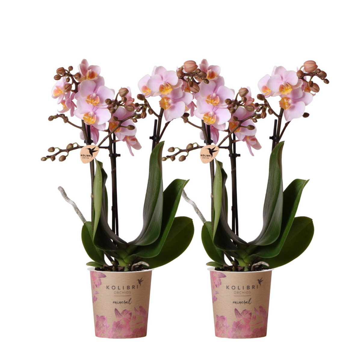 Kolibri-Orchideen | KOMBI-ANGEBOT mit 2 rosa Phalaenopsis-Orchideen - Andorra - Topfgröße Ø9cm | blühende Zimmerpflanze – frisch vom Züchter