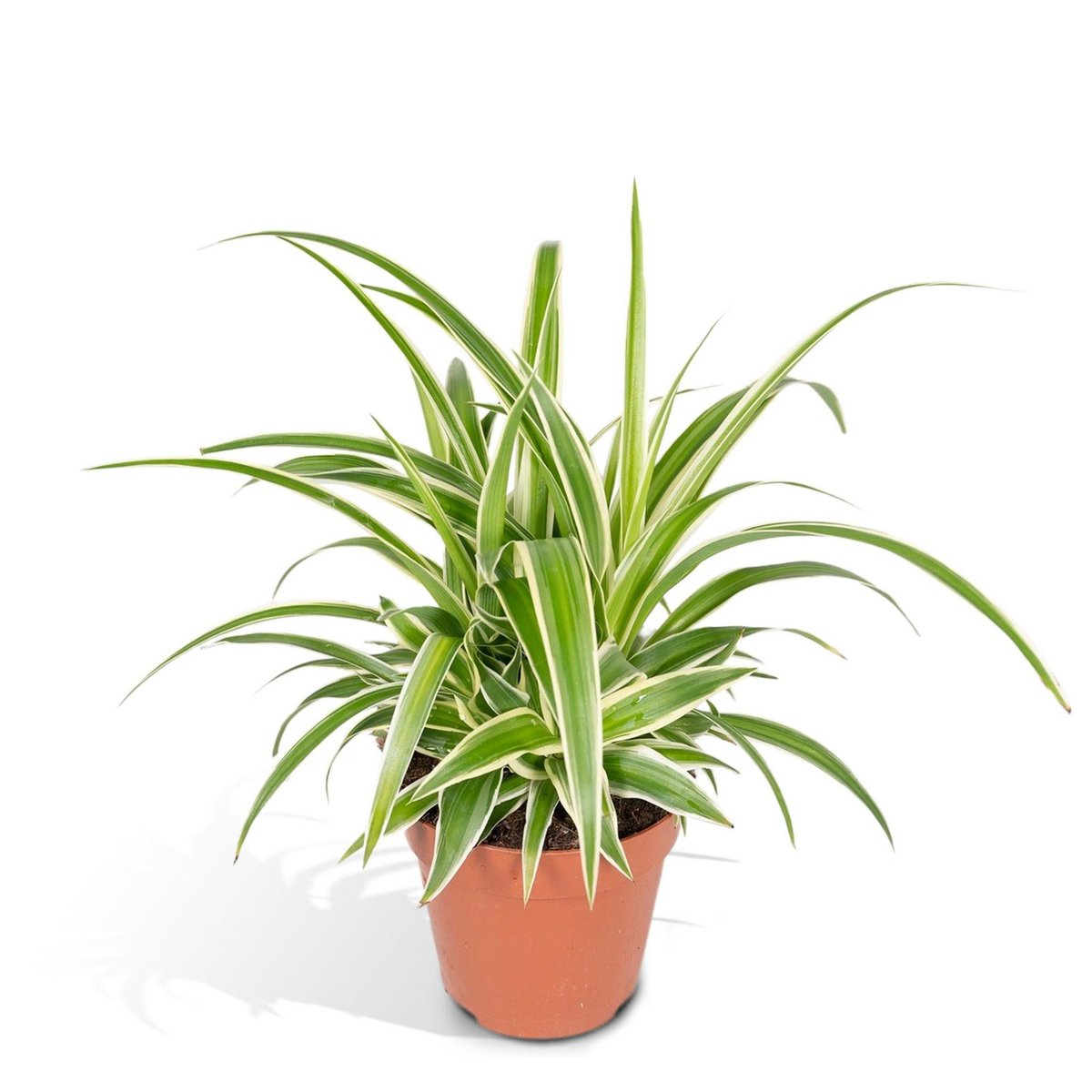 Chlorophytum - Graslilie - Ø12cm - ↕25cm