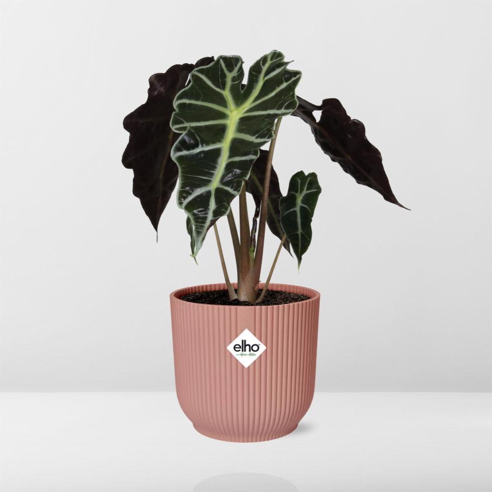 Alocasia 'Polly' in ELHO Vibes Fold 14cm rosa