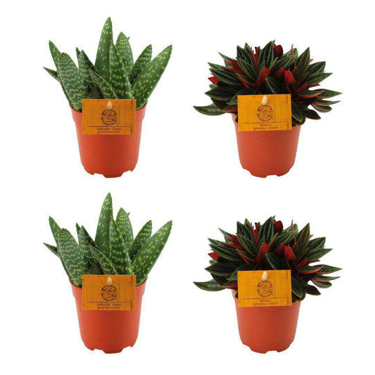 2x Aloe Paradisicum + 2x Peperomia Rosso - 4 Stück - Ø10,5cm - ↕10cm - HOLE-X-WORLD